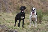 DOGUE ALLEMAND 942